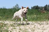 LABRADOR 045